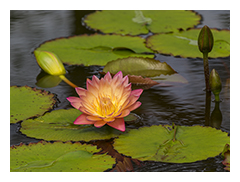 Water Lily Two